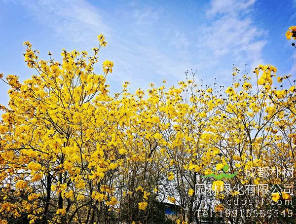 腊肠树的果实怎么吃？