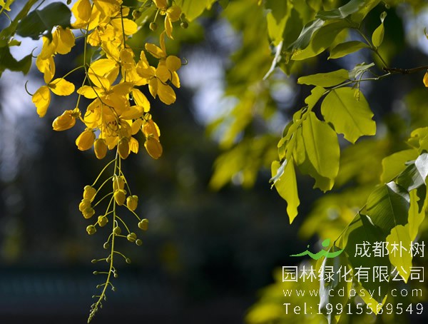 腊肠树的栽培技术有哪些？