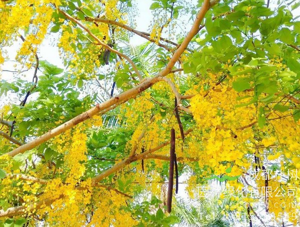 腊肠树的栽培技术有哪些？