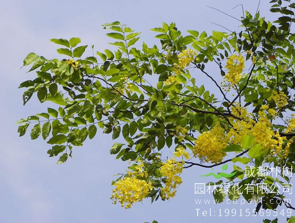 腊肠树在北方可以种植么？
