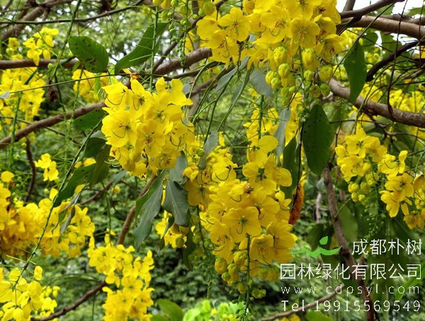 腊肠树在北方可以种植么？