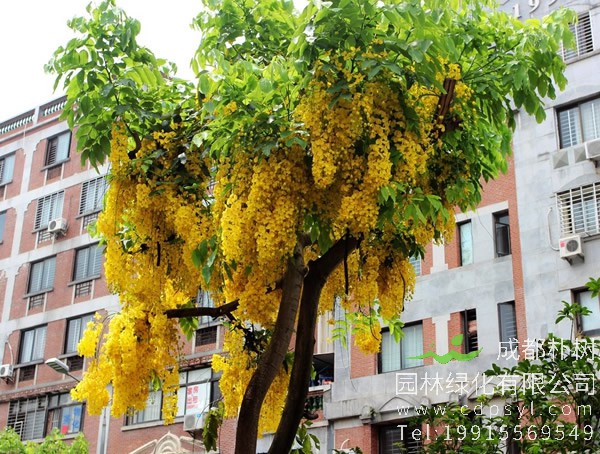 腊肠树在北方可以种植么？