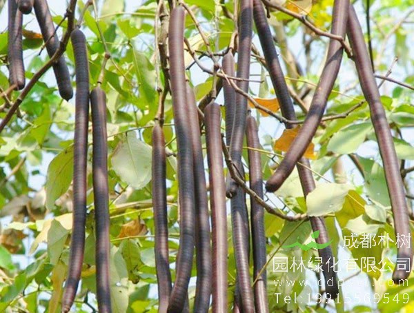 腊肠树果的食用禁忌，腊肠树果实有副作用吗