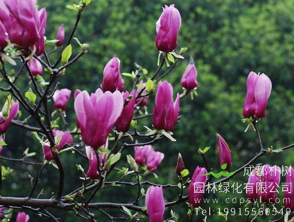 紫玉兰代表什么？有什么含义？