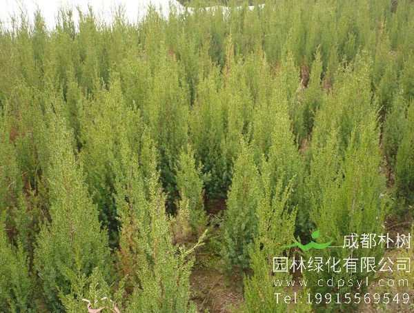 塔柏图片-形态特征-生长环境-分布范围以及主要价值