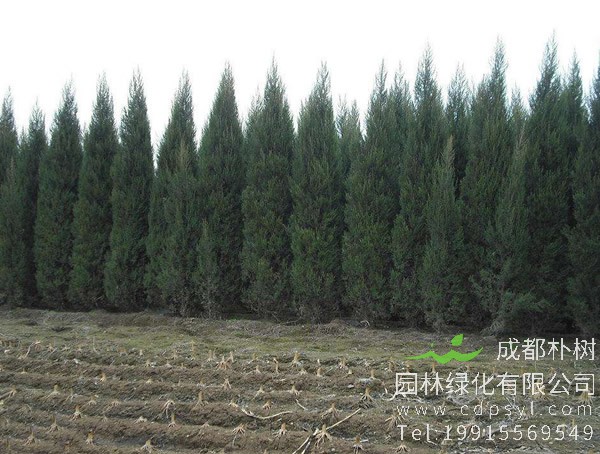 桧柏与塔柏有什么区别？