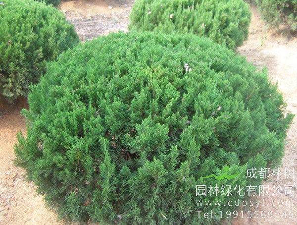 桧柏与塔柏有什么区别？