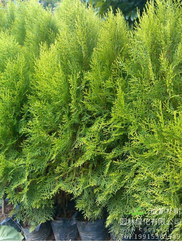 塔柏的种植及培育方法有哪些？