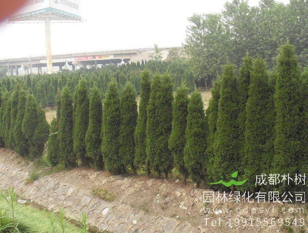 塔柏图片-形态特征-生长环境-分布范围以及主要价值