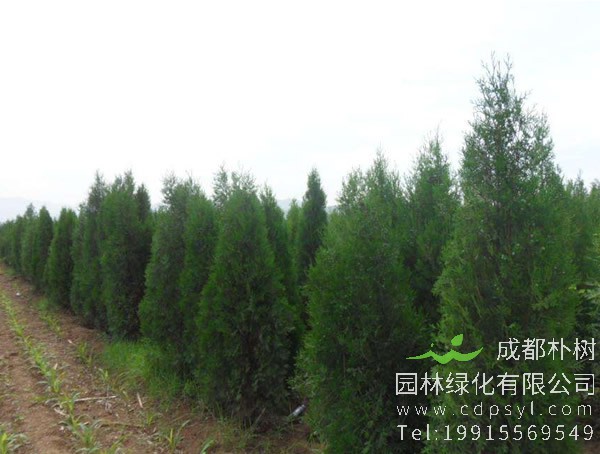 塔柏在园林中的作用有哪些？