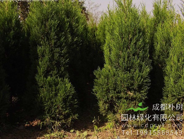 塔柏的种植及培育方法有哪些？