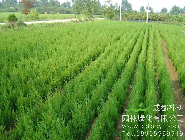 栽种的塔柏多久开始生根？