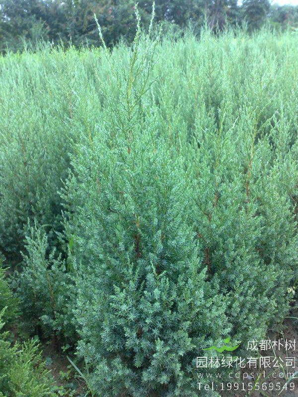 栽种的塔柏多久开始生根？