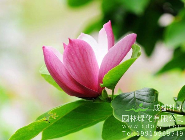 紫玉兰代表什么？有什么含义？