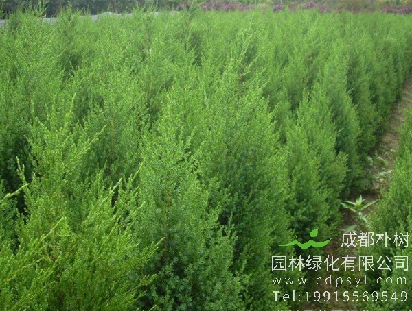 塔柏在浇水后为什么会发黄？