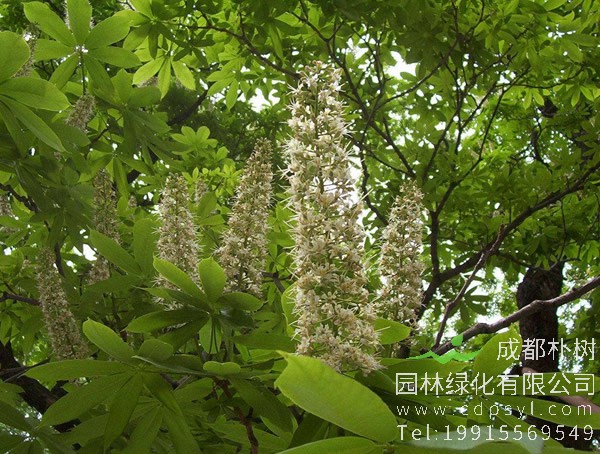 娑罗树图片-形态特征-产地生境-生长习性-主要价值以及植物文化