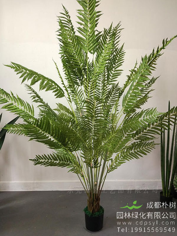 娑罗树图片-形态特征-产地生境-生长习性-主要价值以及植物文化