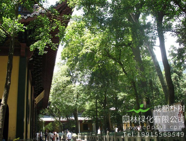 娑罗树图片-形态特征-产地生境-生长习性-主要价值以及植物文化