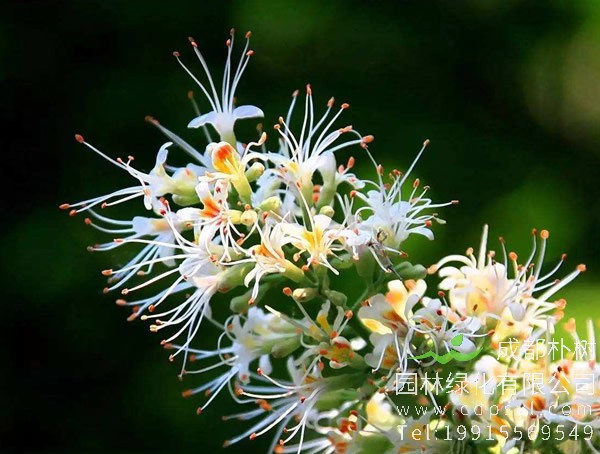 娑罗树的果子有什么用途？