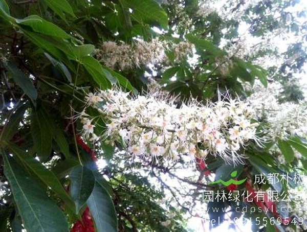 娑罗树的地理分布有哪些？