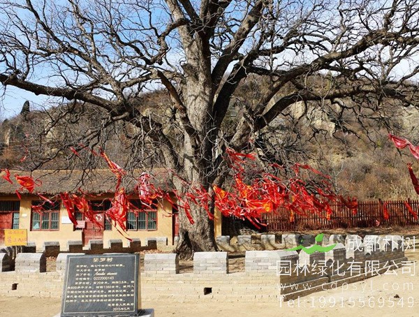 娑罗树图片-形态特征-产地生境-生长习性-主要价值以及植物文化
