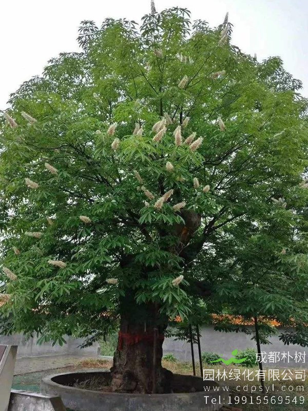 娑罗树的地理分布有哪些？