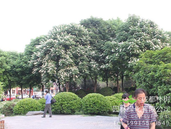 娑罗树的地理分布有哪些？