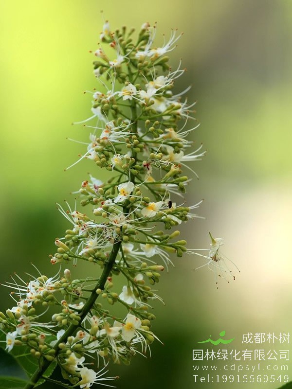 娑罗树的地理分布有哪些？