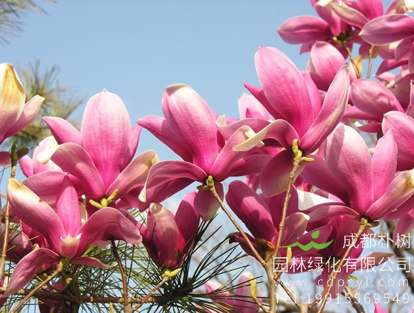 紫玉兰能扦插繁殖吗？