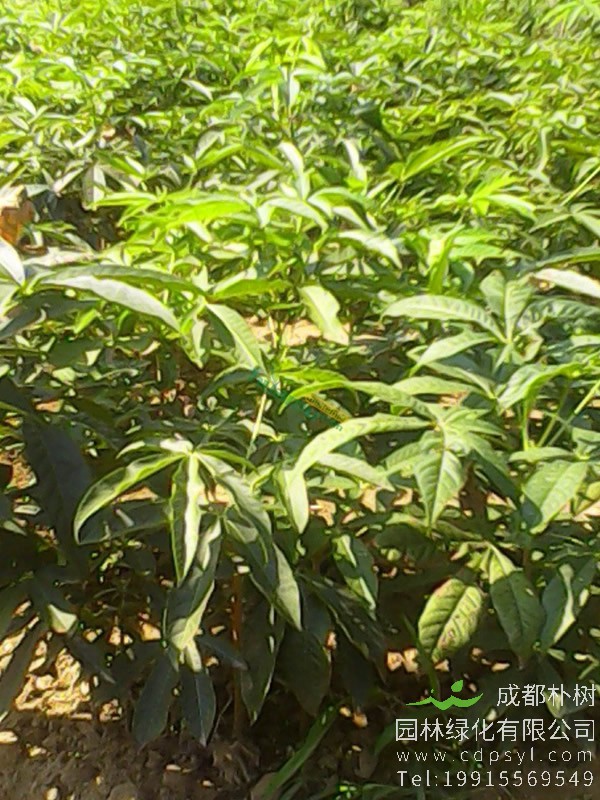 娑罗树的地理分布有哪些？