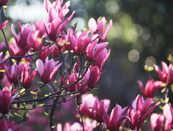 紫玉兰图片-形态特征-地理分布-生长环境以及经济价值