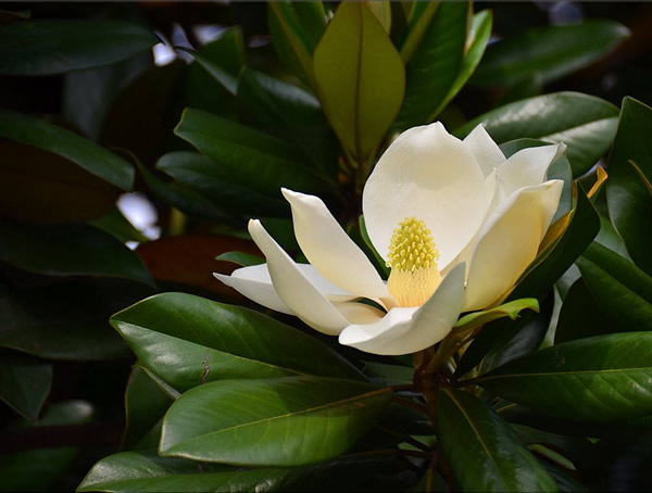 广玉兰、白玉兰和紫玉兰有什么区别？