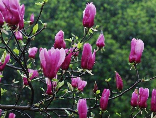 紫玉兰代表什么？有什么含义？