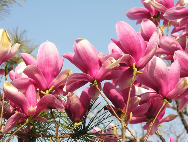 紫玉兰能扦插繁殖吗？