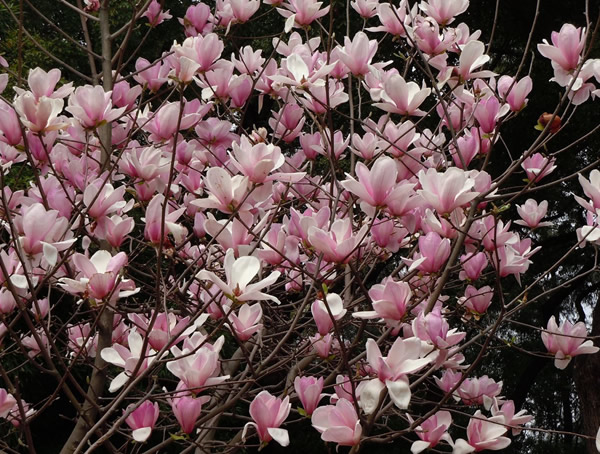 紫玉兰什么时间移栽比较好？