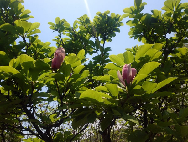 紫玉兰可以嫁接什么树？