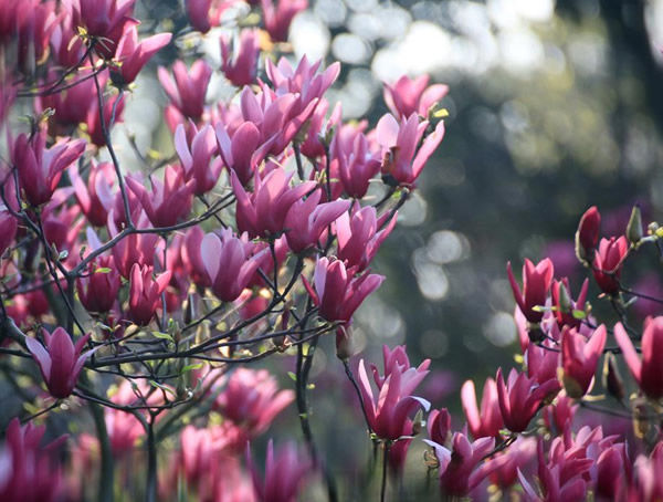 紫玉兰的生活习性有哪些？