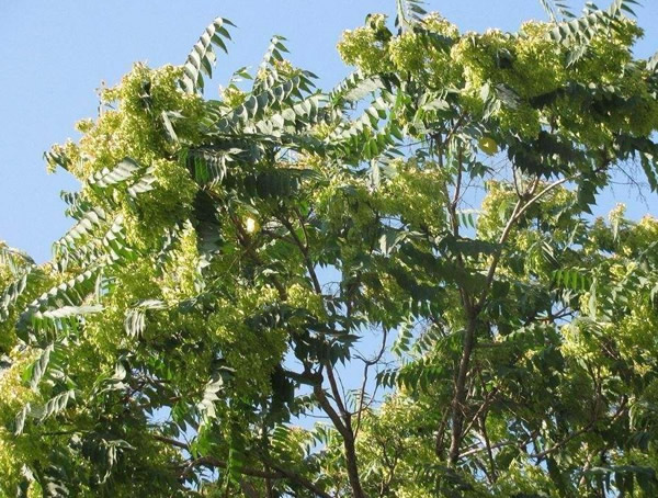 臭椿图片-形态特征-生态习性-物种分布以及应用价值