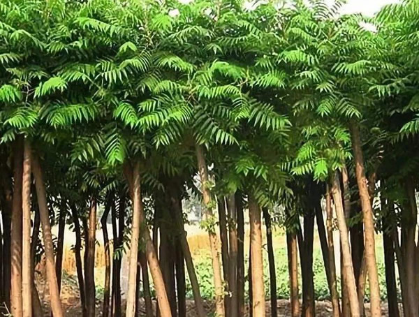 臭椿的功效，臭椿有什么作用？