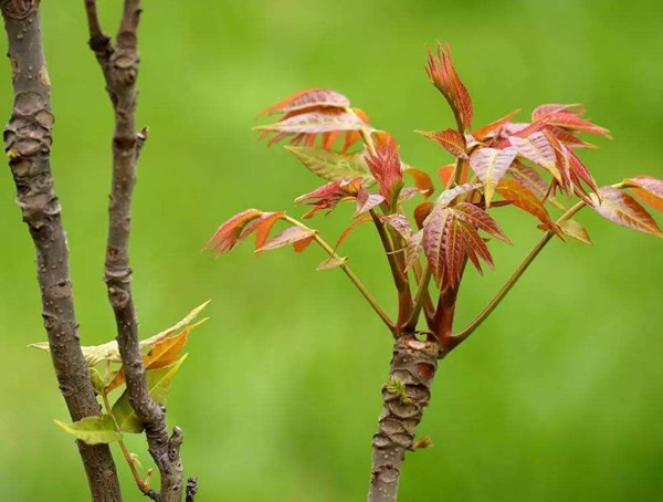 香椿和臭椿的区别有哪些？