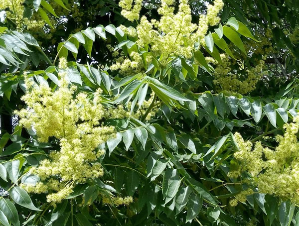 臭椿有哪些品种？