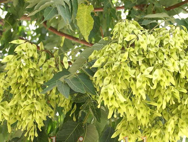 臭椿可以吃吗？