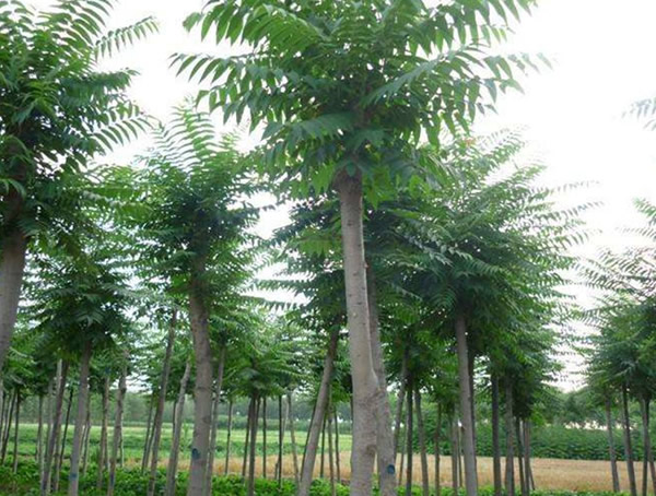 如何区别臭椿和千头椿？