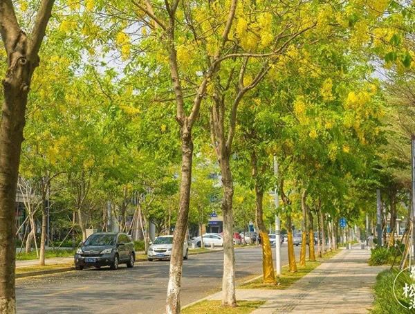 腊肠树做什么用？腊肠树的价值是什么？