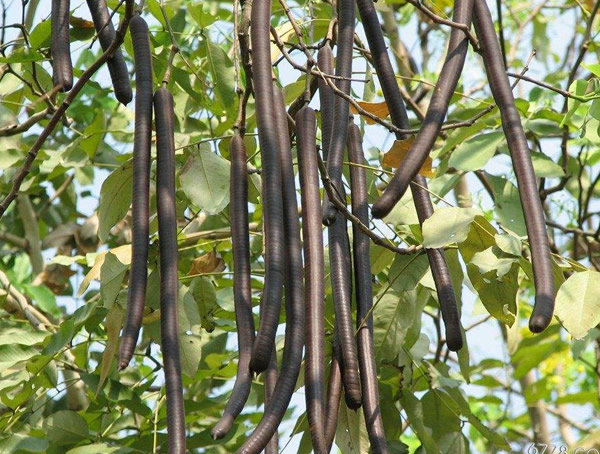 腊肠树的果实怎么吃？