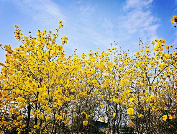 腊肠树的栽培技术有哪些？