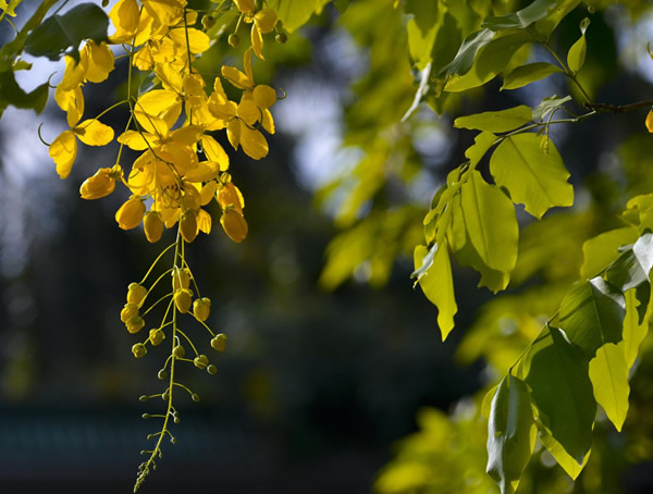 腊肠树的果油功效有哪些？
