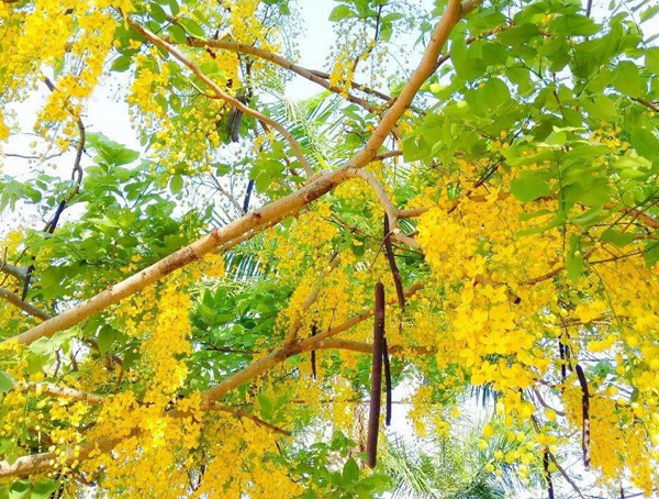 腊肠树的果实可以天天吃吗？