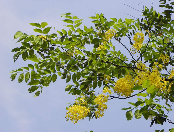 腊肠树在北方可以种植么？