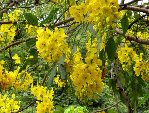 腊肠树的生长习性有哪些？